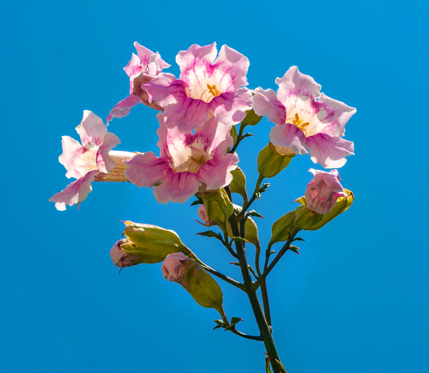 Подранея Рикасоля - кипрская лиана с розовыми колокольчиками: фото 13