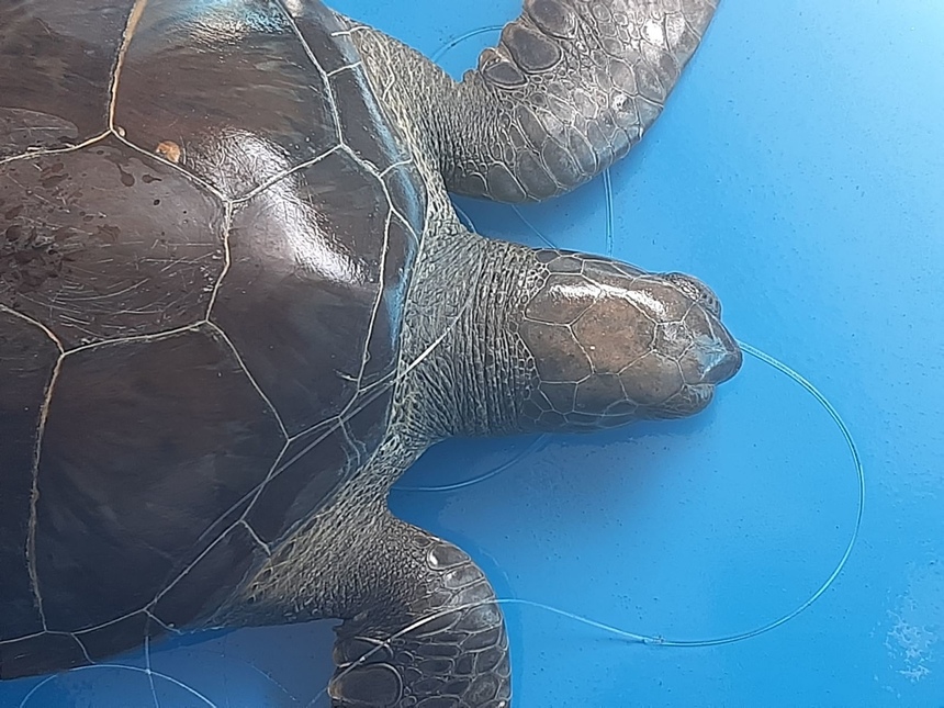 На Кипре в море была выпущена черепаха Элпида - Новости Кипра