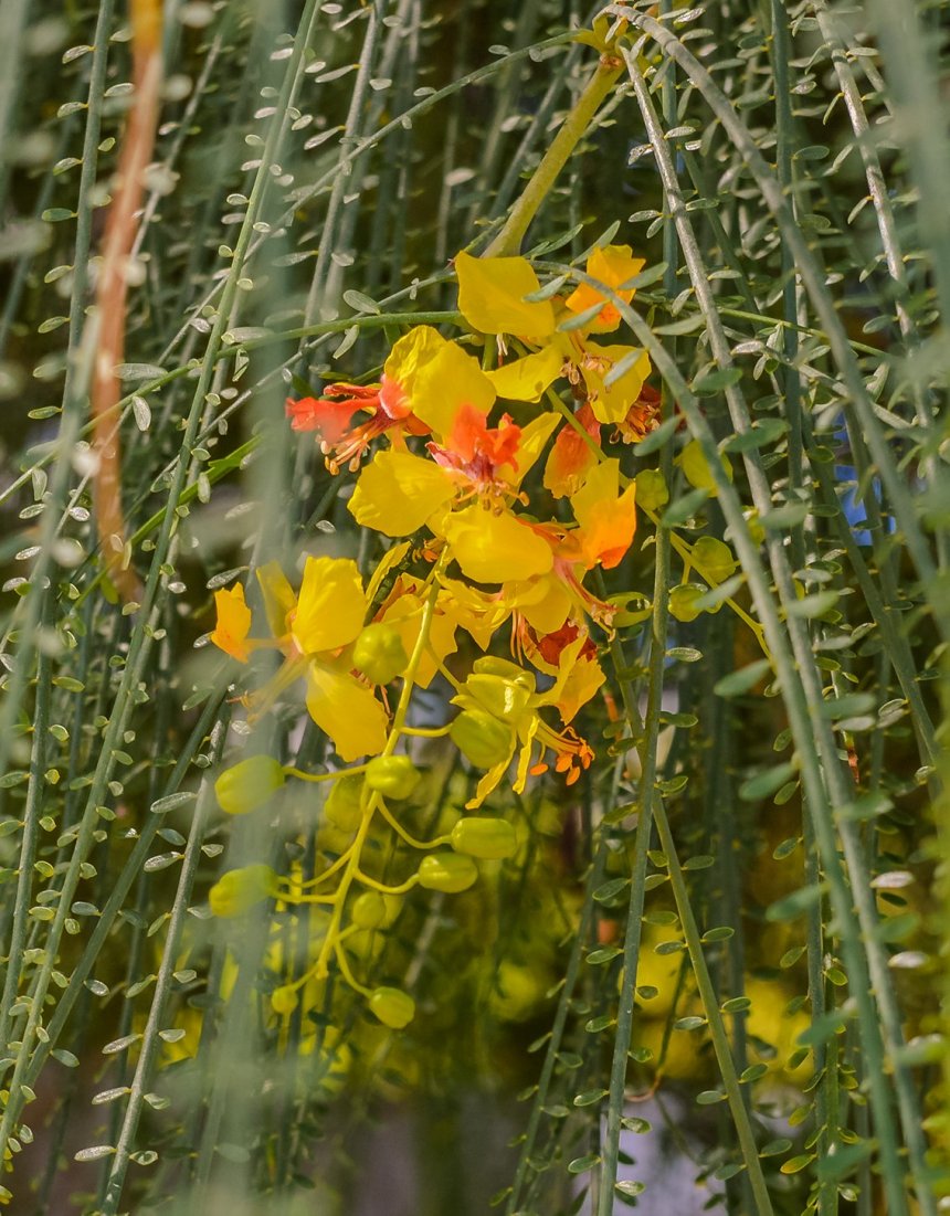 Желтые водопады: на Кипре цветет паркинсония!: фото 15