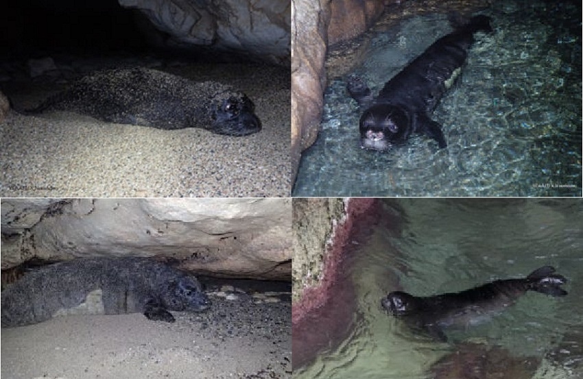 На Кипре родились редкие средиземноморские тюлени-монахи: фото 3