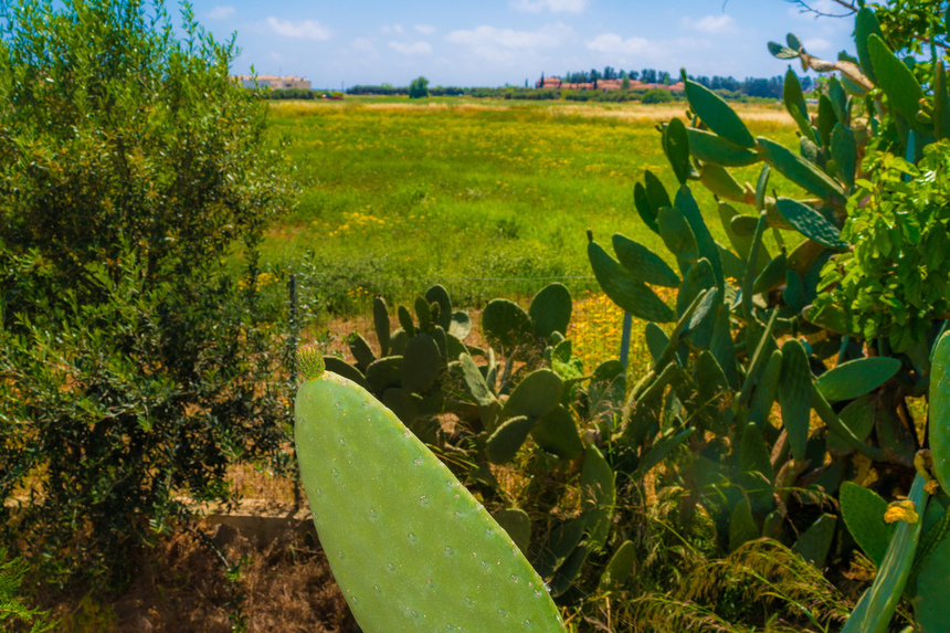 На Кипре цветет вкусный кактус опунция! : фото 17