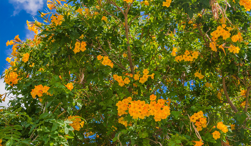На Кипре цветет кампсис!: фото 3