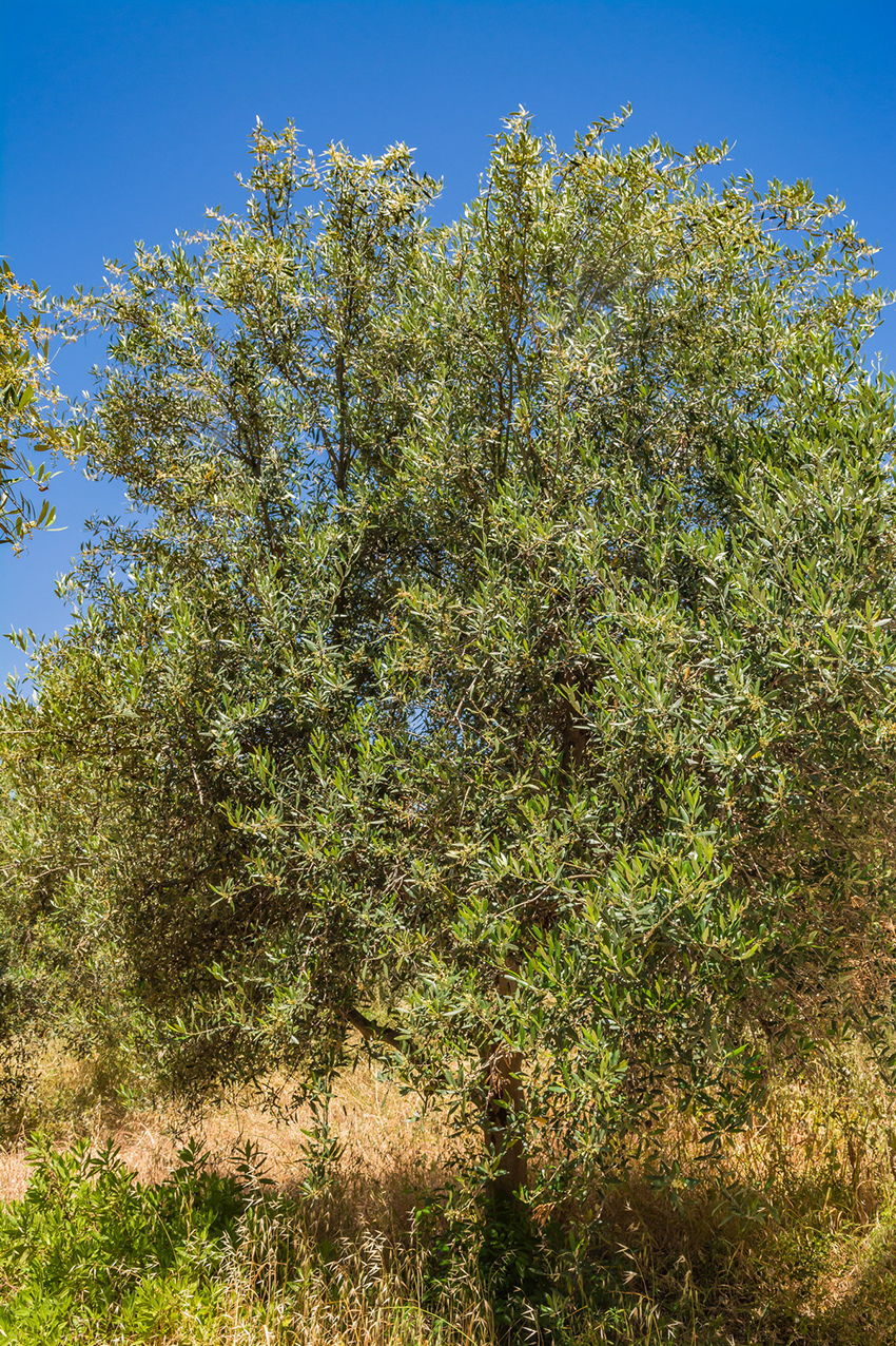 В мае на Кипре в цвету оливковые деревья! : фото 23