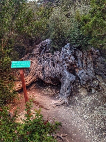 Легенды Кипра. Оливковое дерево.: фото 5