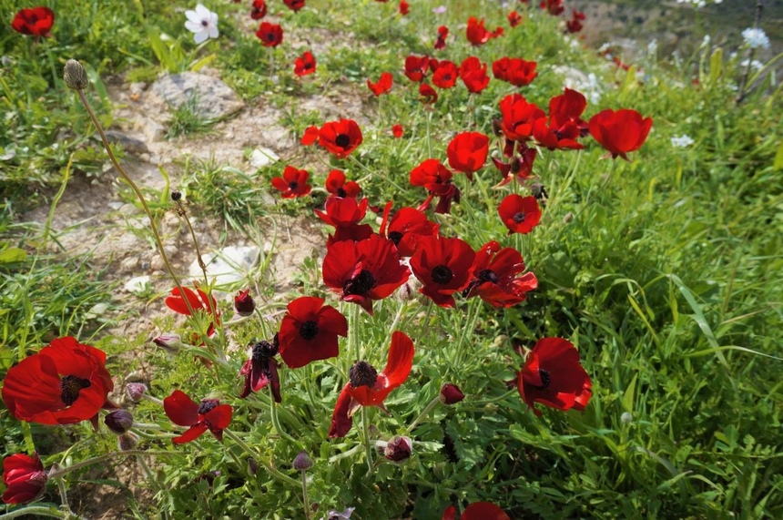 На Кипре расцвели потрясающие Анемоны: фото 7