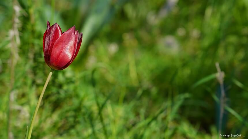 В Акамасе расцвели редкие тюльпаны Tulipa akamasica (Фото): фото 8
