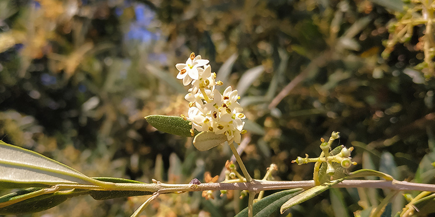 В мае на Кипре в цвету оливковые деревья! : фото 21