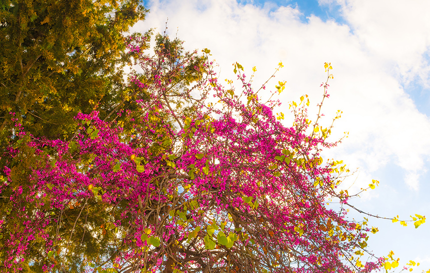 На Кипре покрылось цветами волшебное Иудино дерево!: фото 6