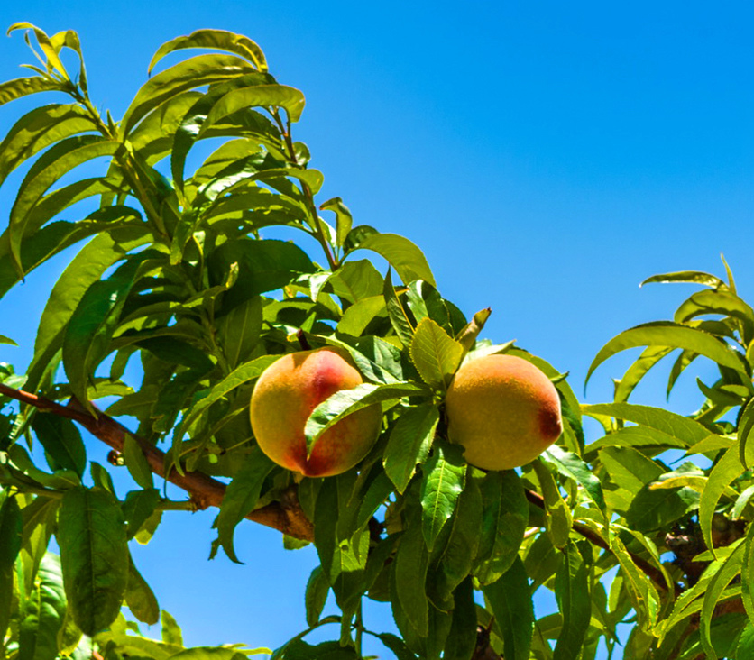 Не пропустите! На Кипре начался сезон сбора персиков: фото 9