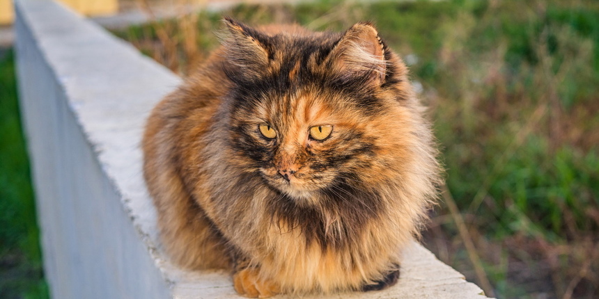 Пушистое чудо: кипрские кошки, которые не оставят равнодушным абсолютно никого!: фото 18