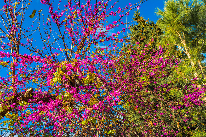 На Кипре покрылось цветами волшебное Иудино дерево!: фото 9