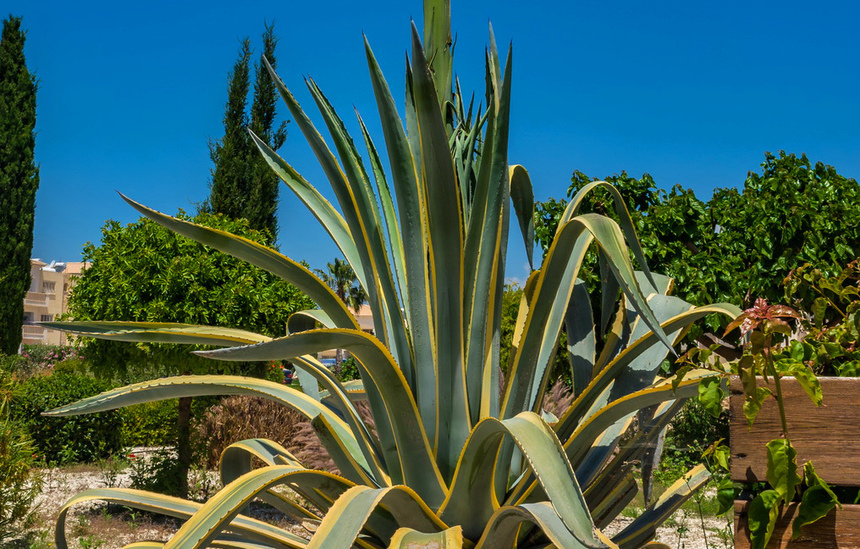 Агава — чрезвычайно полезное и уникальное кипрское растение: фото 23