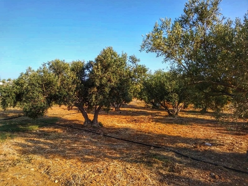 Легенды Кипра. Оливковое дерево.: фото 7