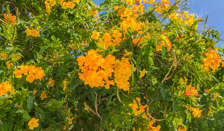 На Кипре цветет кампсис!: фото 10