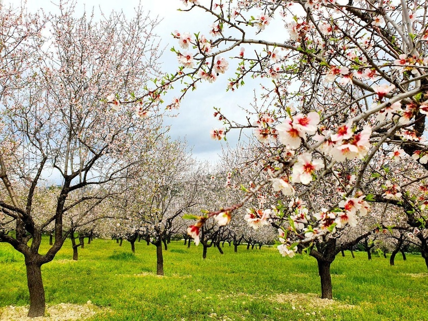 На Кипре в разгаре волшебное и фантастически красивое время цветения миндаля: фото 13