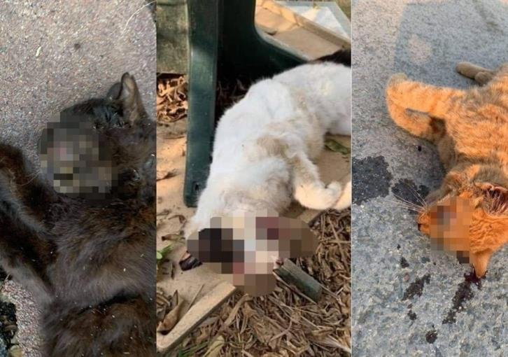 В Ларнаке жестоко убили 12 кошек: фото 4