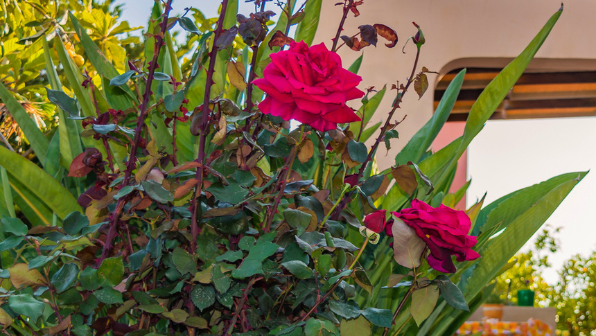 Конец апреля на Кипре - время роз! : фото 8