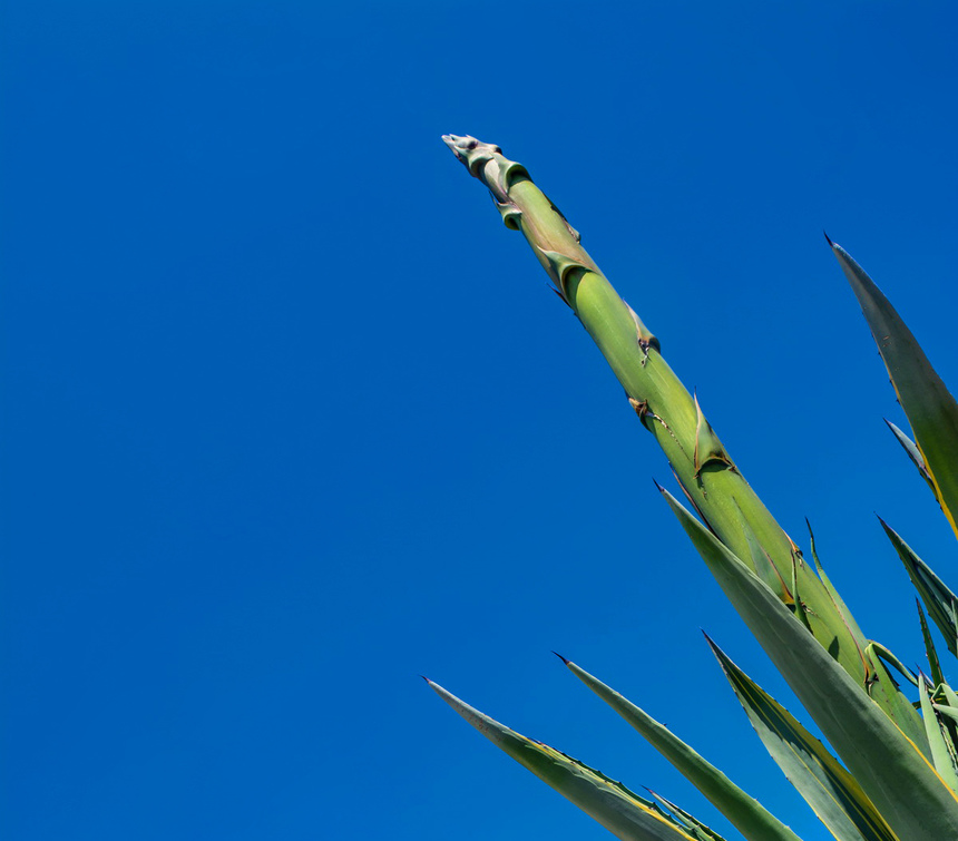 Агава — чрезвычайно полезное и уникальное кипрское растение: фото 31