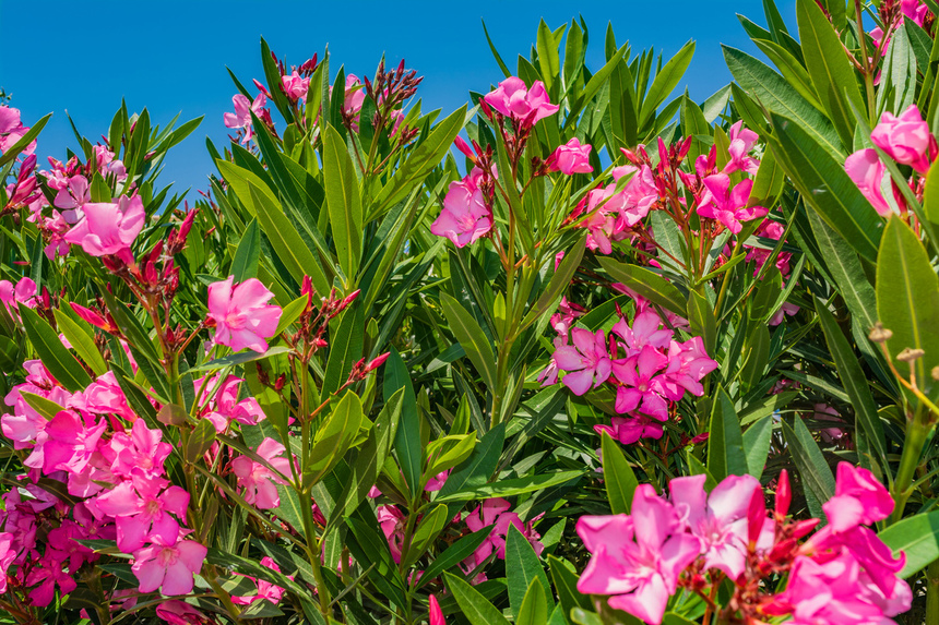 Олеандр — кипрский цветок-загадка: фото 4
