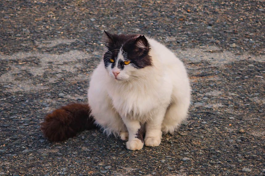 Пушистое чудо: кипрские кошки, которые не оставят равнодушным абсолютно никого!: фото 25