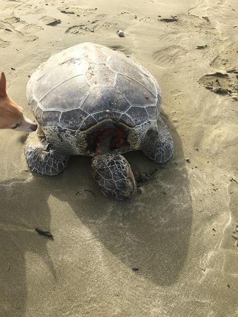 На пляже Lady’s Mile нашли труп большой черепахи: фото 2