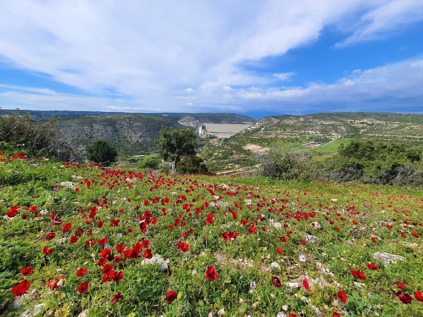 На Кипре расцвели потрясающие Анемоны: фото 17