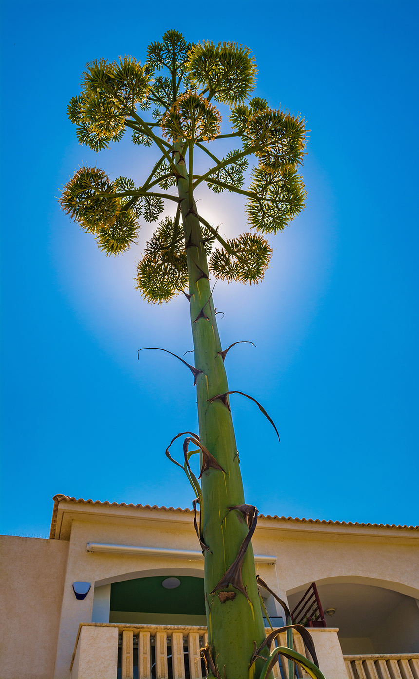 Агава — чрезвычайно полезное и уникальное кипрское растение: фото 14