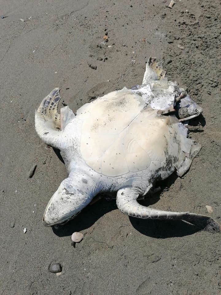 На Кипре обнаружили очередную мертвую черепаху: фото 3