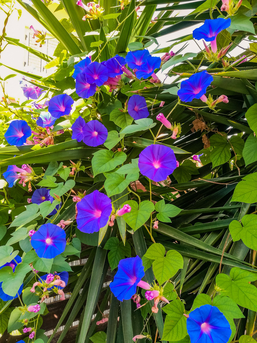 ипомея монинг глори. ипомея монинг глори. список запрещенных ипомеи. список запрещенных ипомеи. ипомея пурпурная.