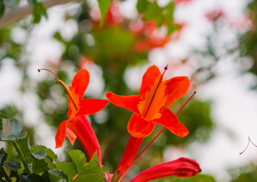 Цветущий Кипр весной: Текомария капская: фото 21