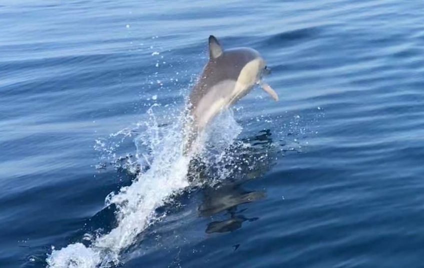 К берегам Лимассола приплыла стая дельфинов: фото 2
