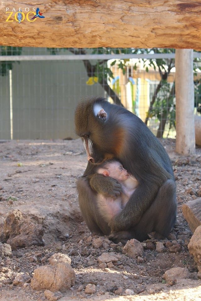 В зоопарке Пафоса родился редкий детеныш обезьяны мандрил: фото 2