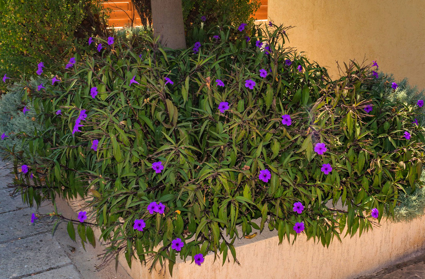 Кипрская руэллия с декоративными бархатистыми цветами: фото 15