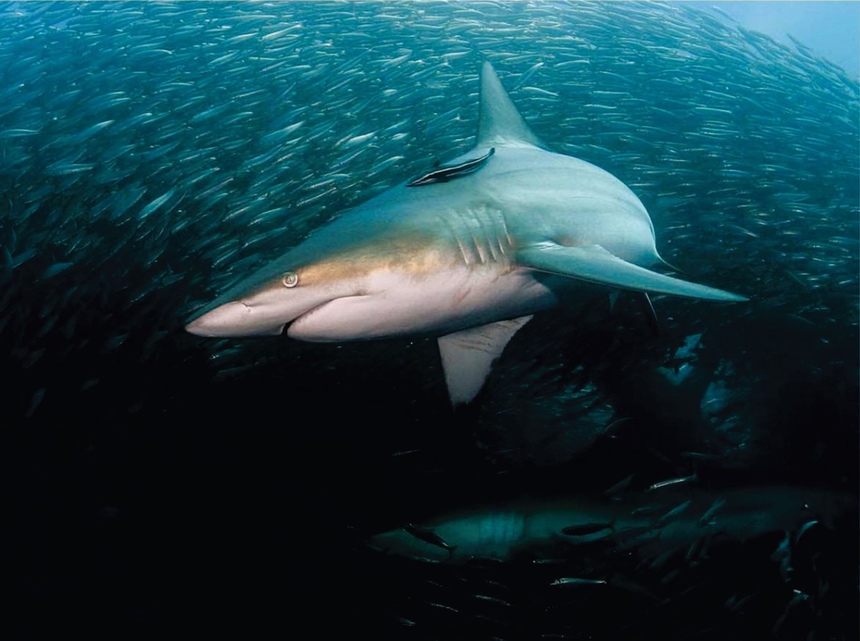 Знакомьтесь: акулы, которых можно встретить у берегов Кипра: фото 19