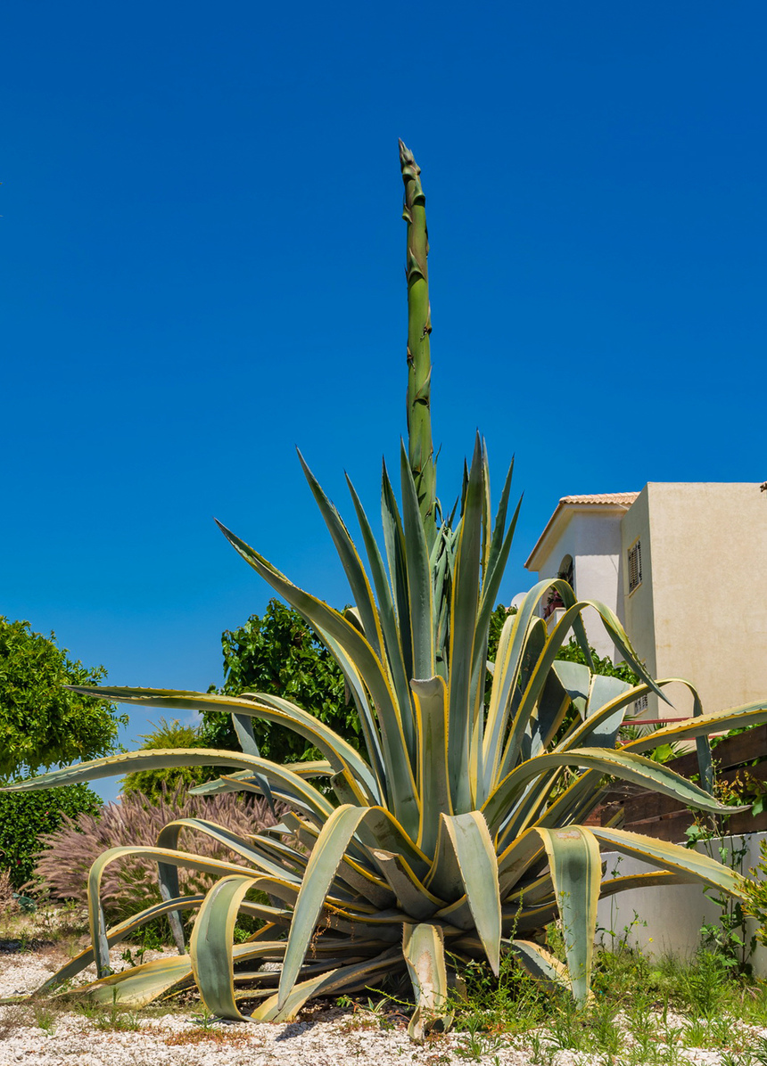 Агава — чрезвычайно полезное и уникальное кипрское растение: фото 30