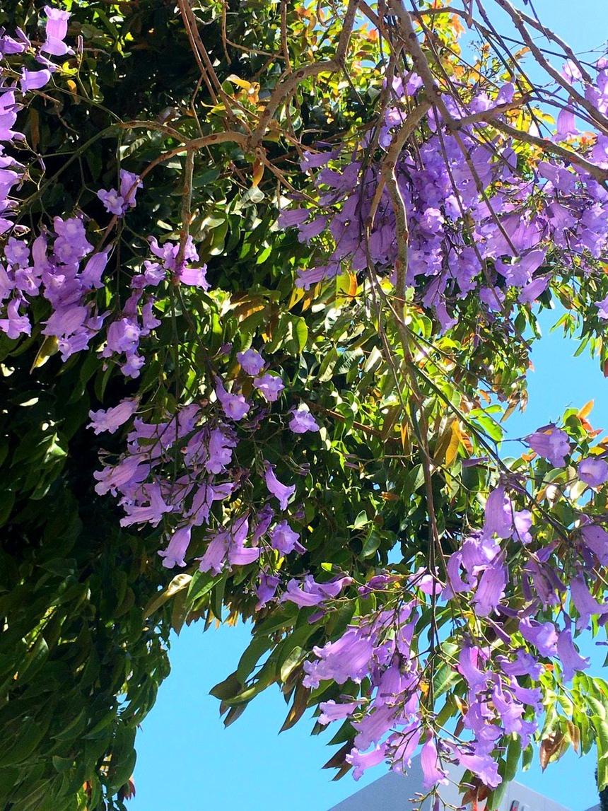 Безудержные колокольчики: весной на Кипре цветет жакаранда: фото 11