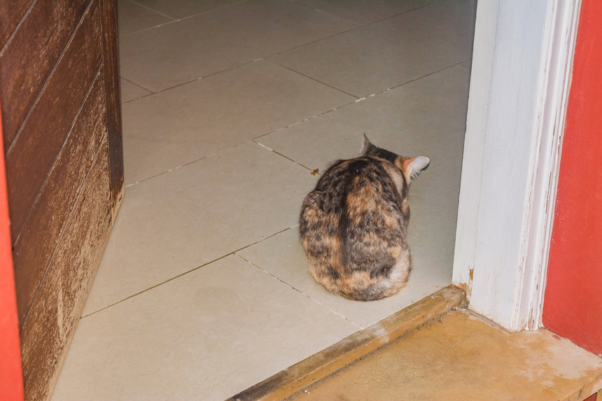 Пушистое чудо: кипрские кошки, которые не оставят равнодушным абсолютно никого!: фото 27