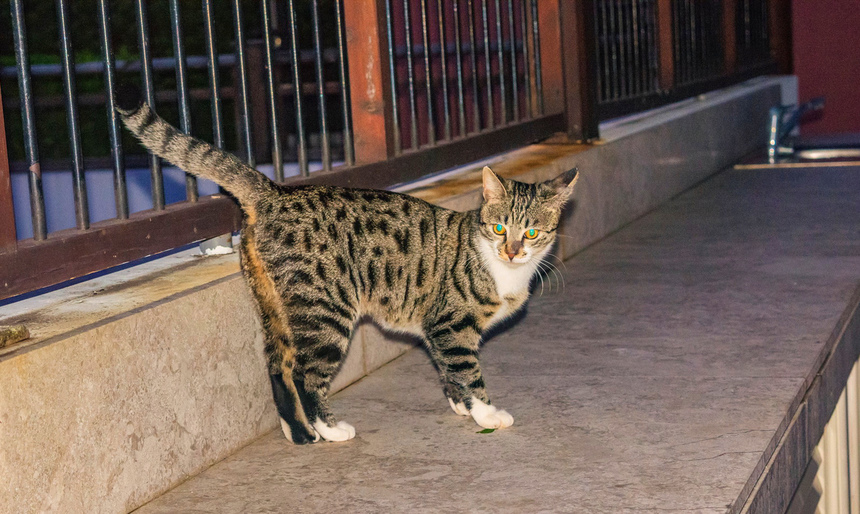 Пушистое чудо: кипрские кошки, которые не оставят равнодушным абсолютно никого!: фото 45