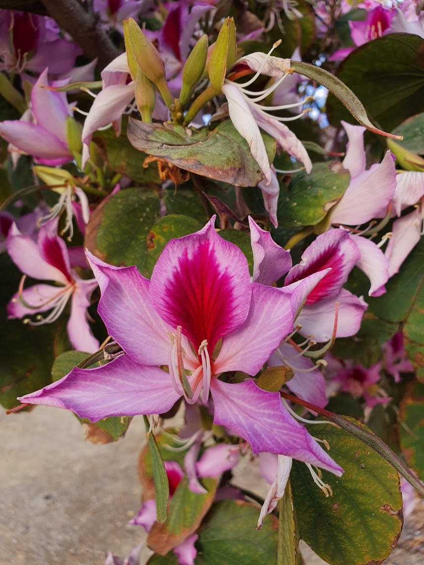 Орхидея или крылья бабочки: загадочная баугиния на Кипре: фото 28
