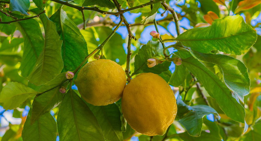 Лимон - фаворит кухни Кипра!: фото 12