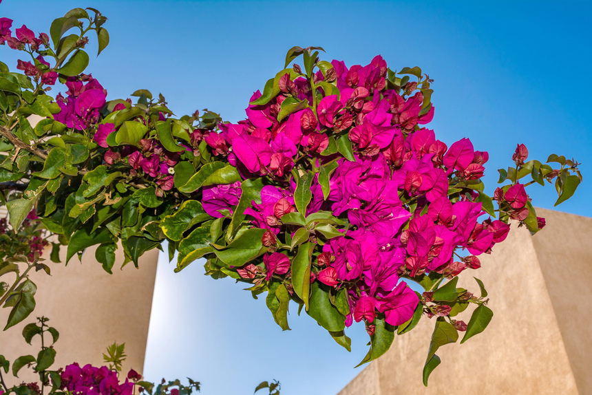 Потрясающее зрелище - цветущая бугенвиллия на Кипре: фото 2