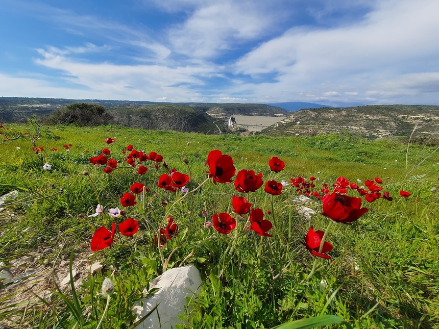 На Кипре расцвели потрясающие Анемоны: фото 30