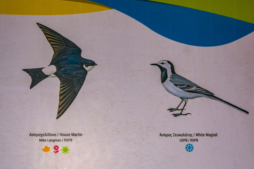Озеро Ороклини - фантастическая охраняемая природная зона на Кипре и место для наблюдения за птицами : фото 38
