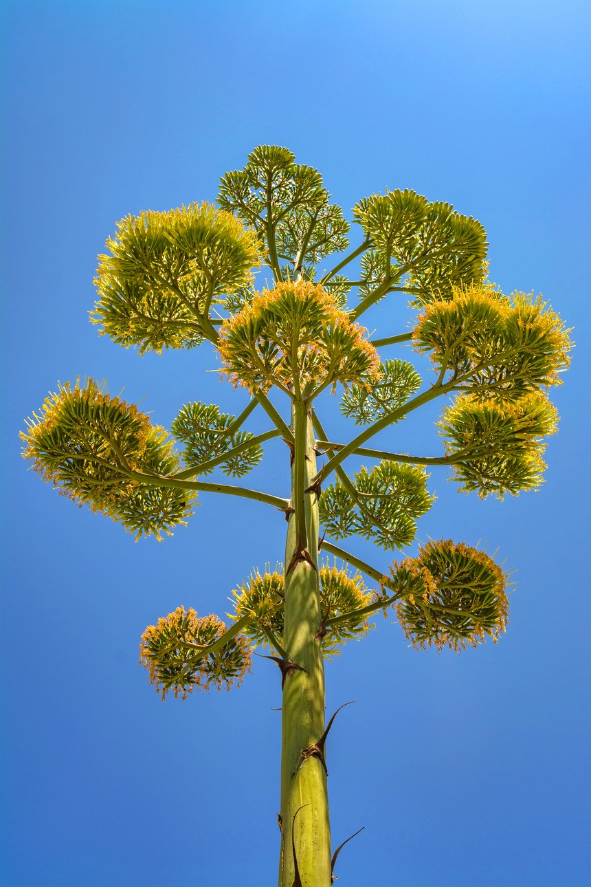 Агава — чрезвычайно полезное и уникальное кипрское растение: фото 50