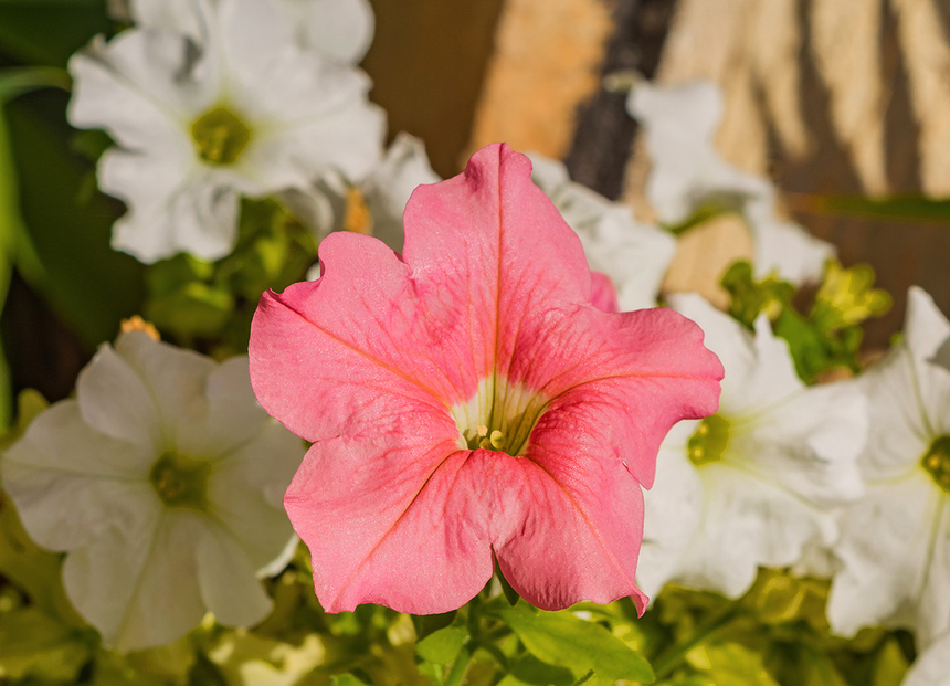 Петуния на Кипре: цветок, который может обидеть: фото 2