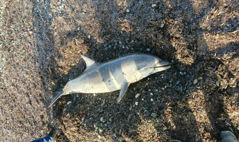 На пляже Ледис Майл в Лимассоле обнаружен мертвый дельфин: фото 3