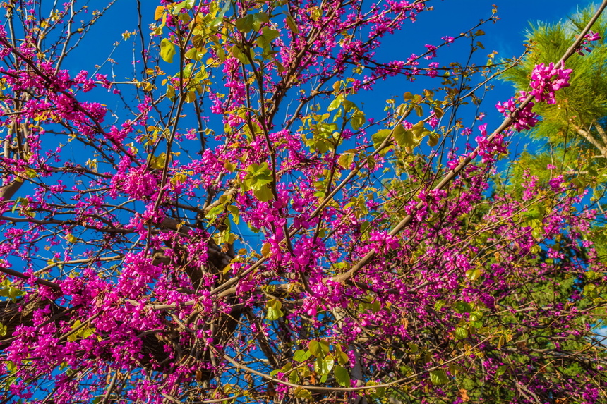 На Кипре покрылось цветами волшебное Иудино дерево!: фото 5