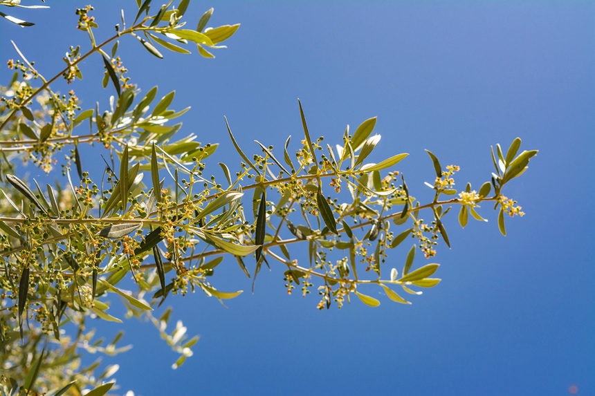 В мае на Кипре в цвету оливковые деревья! : фото 24