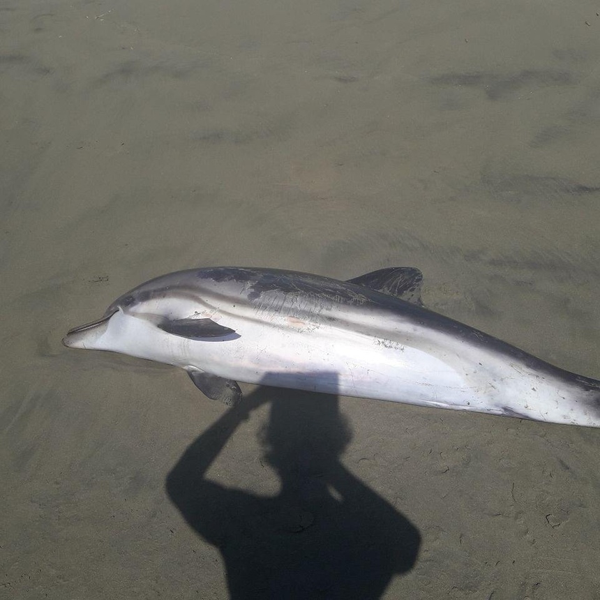 ​Море выбросило на берег в Лимассоле мертвого дельфиненка: фото 2