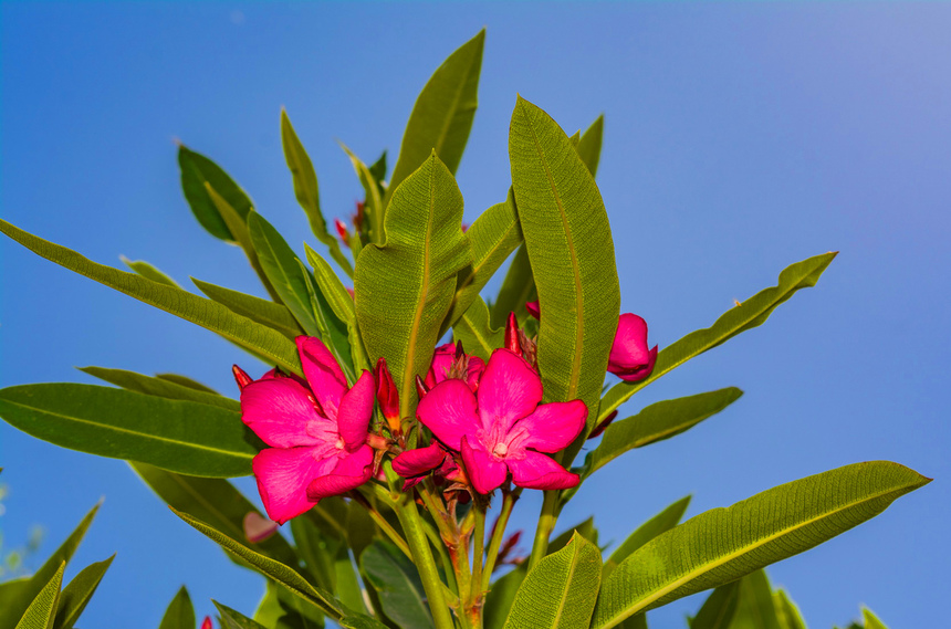 Олеандр — кипрский цветок-загадка: фото 24